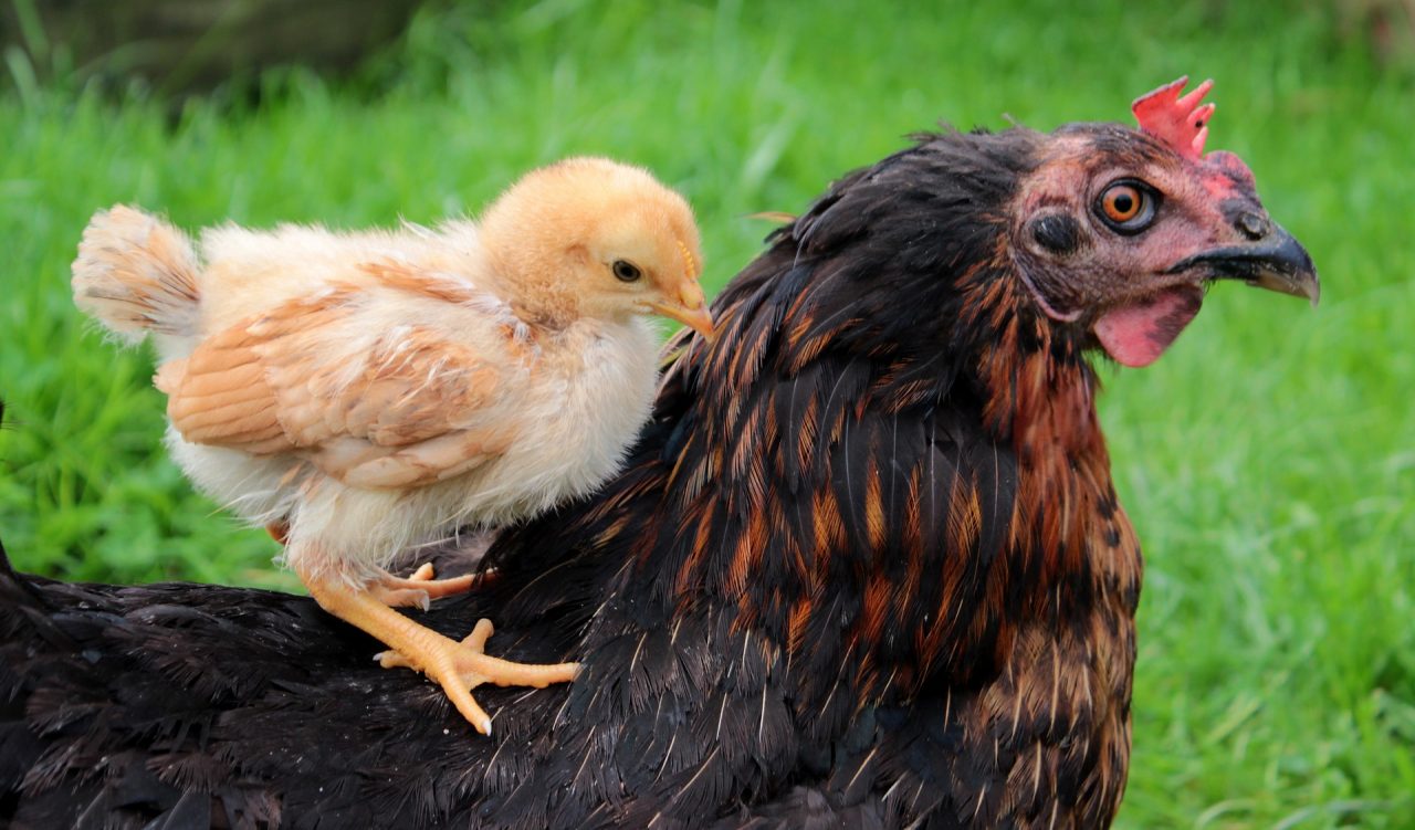 «Πετάει» το κοτόπουλο στην Ελλάδα! Μεγάλη άνοδος στις πτηνοτροφικές επιχειρήσεις!