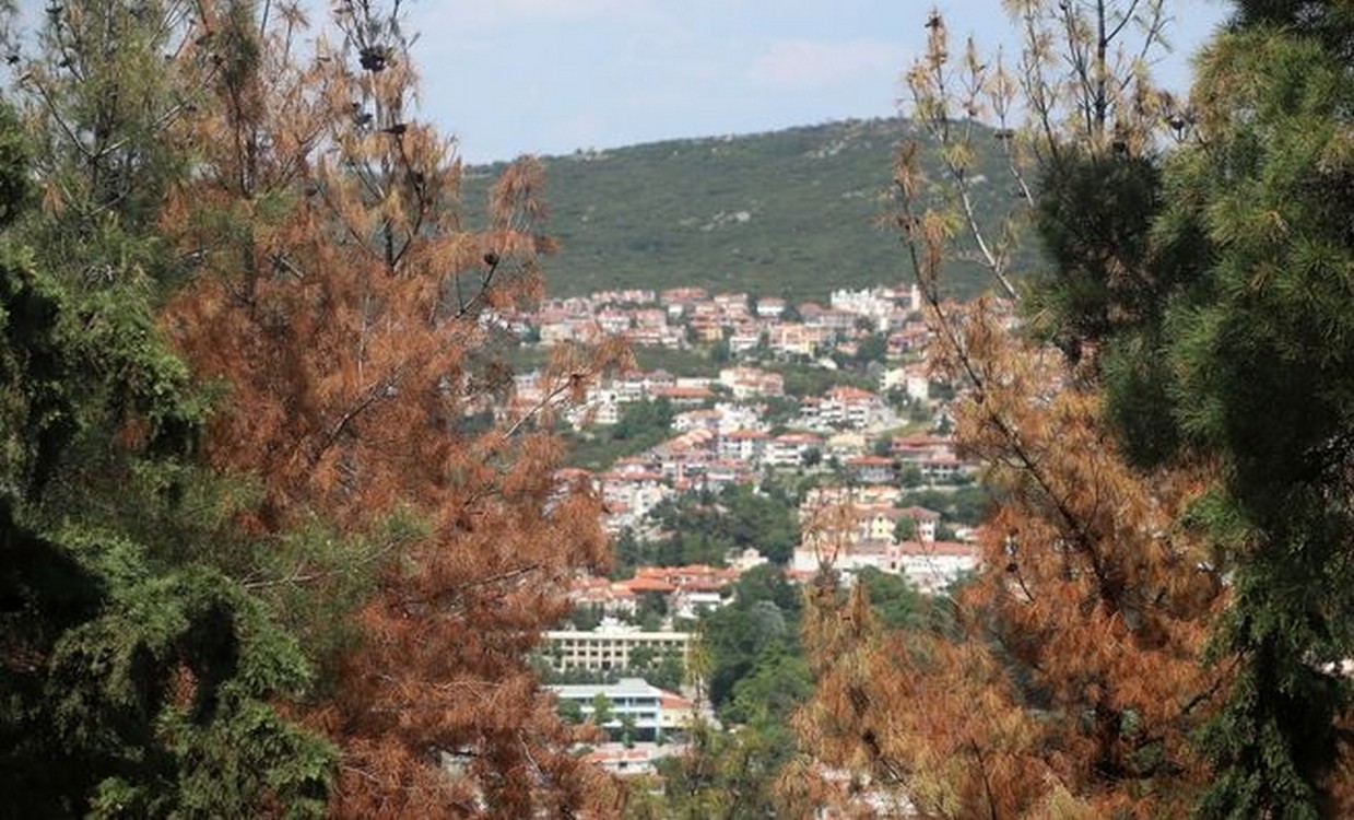 Ξεκίνησε η υλοτόμηση των άρρωστων δέντρων στο Σέιχ Σου στη Θεσσαλονίκη