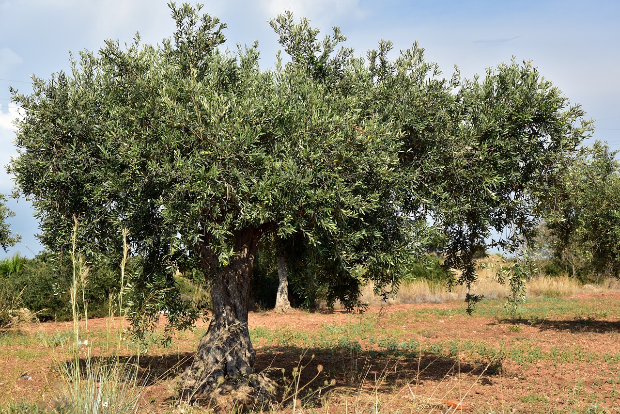 Κίνδυνος για την ελαιοκαλλιέργεια Κρήτης - Σημαντική μείωση της παραγωγής