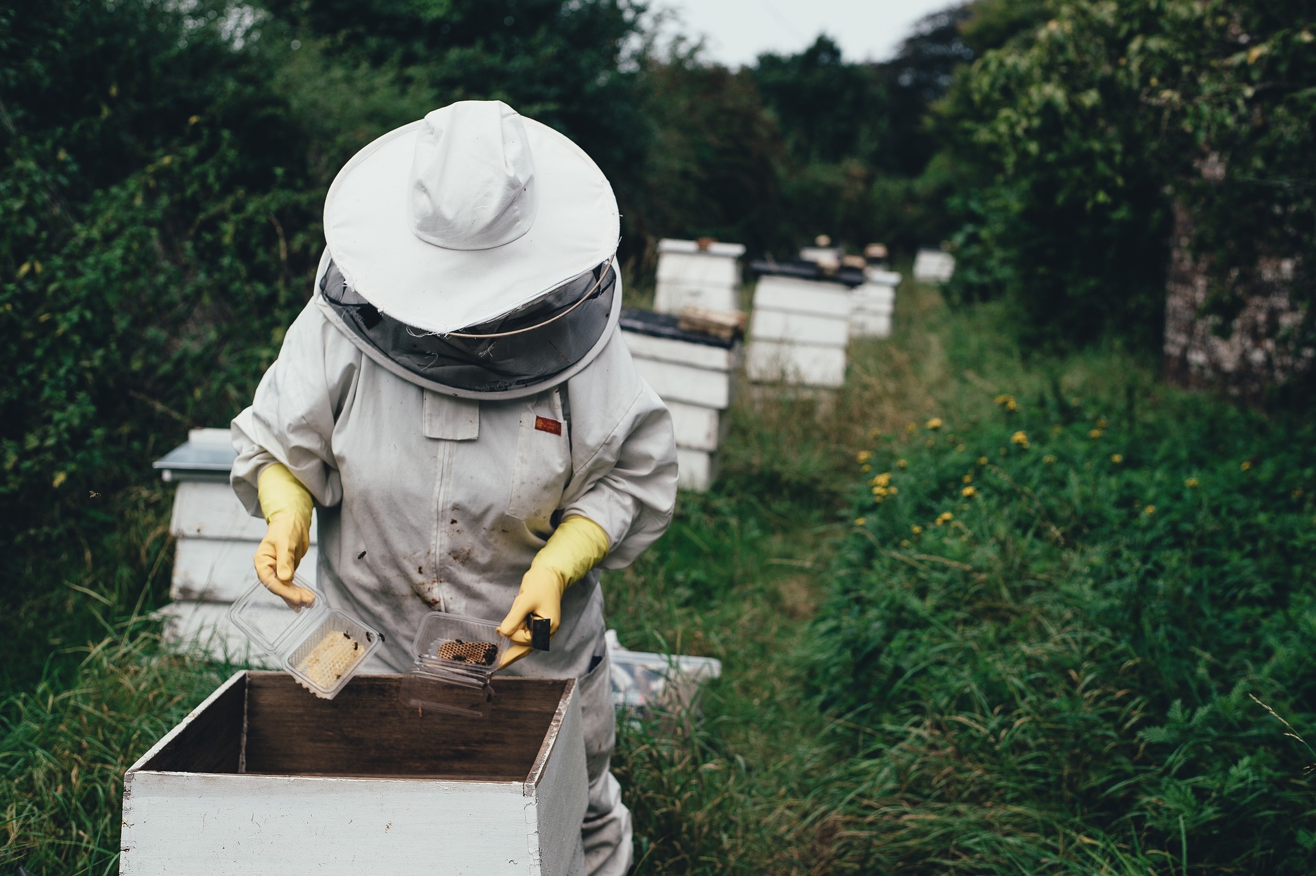Γάλα αμυγδάλου: μια απειλή για τις μέλισσες