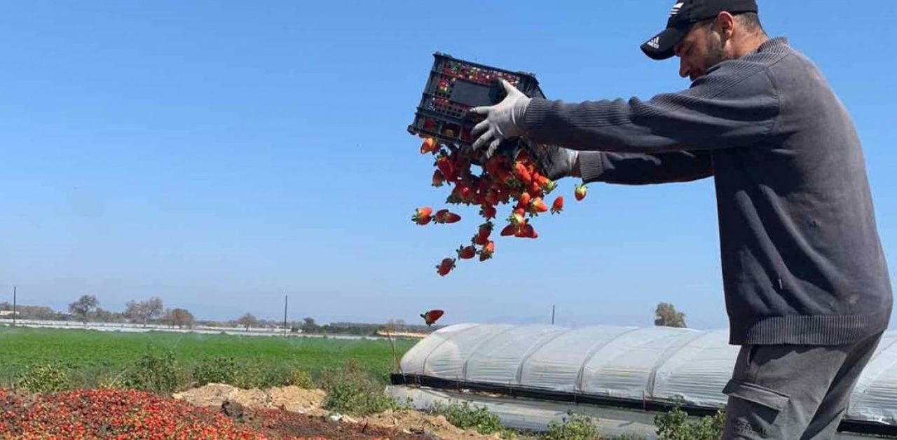Έλληνες παραγωγοί: Πετούν τις φράουλες στα χωράφια σε Ηλεία - Δυτική Αχαΐα