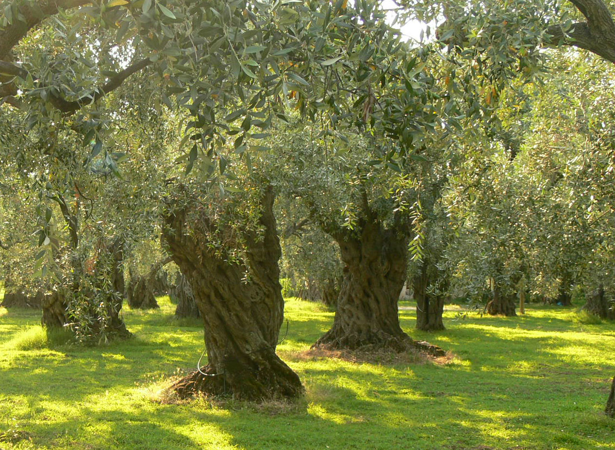 olive_trees